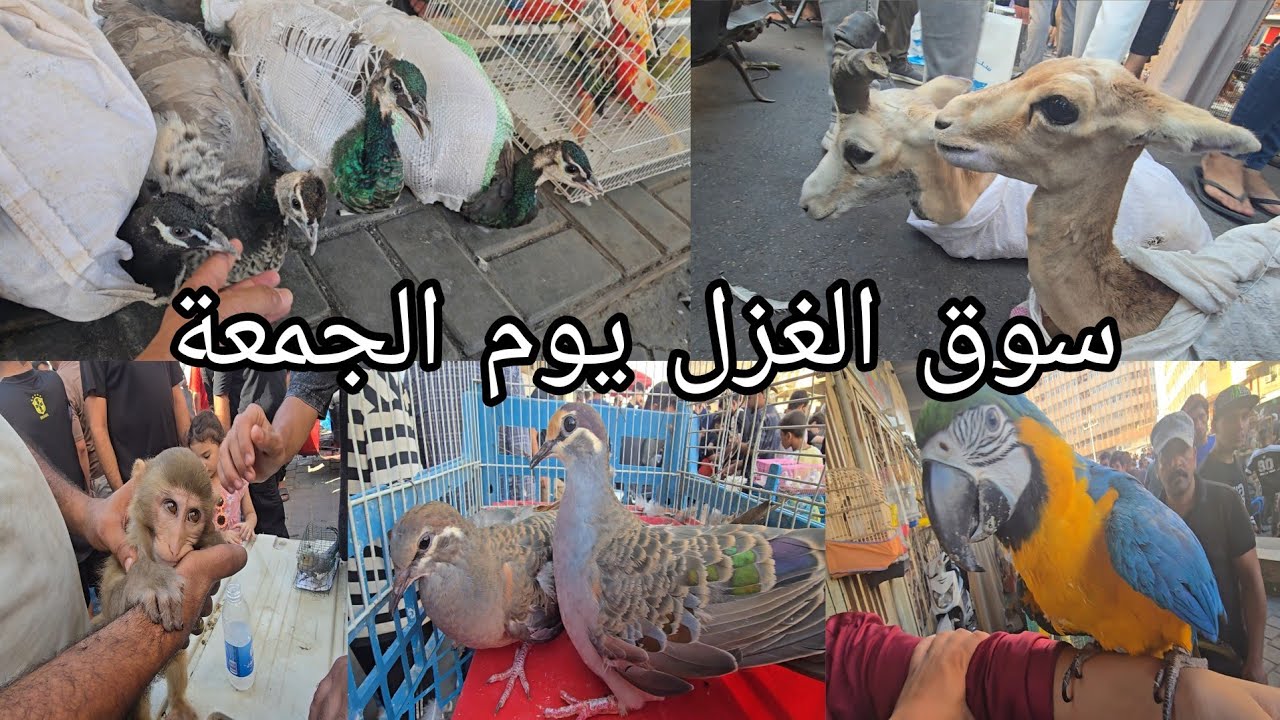 سوق الغزل اليوم الجمعة في العراق بغداد الحيوانات والطيور جميلة جدا رائعة ٢٠٢٥اغسطس22
