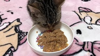 子猫用のご飯を夢中になってムシャムシャ食べるちょり