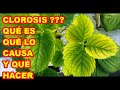 CLOROSIS EN PLANTAS, QUÉ ES Y PORQUÉ APARECE 🍂🍂🍂 14 LUNES DE PIZARRA