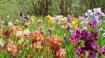 Irises are colorful and resistant to pests, making them a welcome addition to Arizona gardens