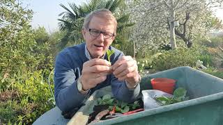 Taking softwood cuttings