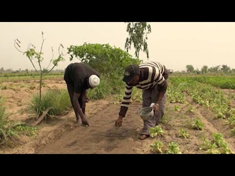 Vidéo: Comment Faire Pousser Du Gombo à Partir De Graines ?