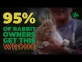 10 Important Do&#39;s and Don&#39;ts for Rabbits