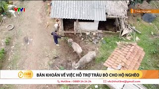 Băn khoăn về việc hỗ trợ trâu bò cho người nghèo | VTV24