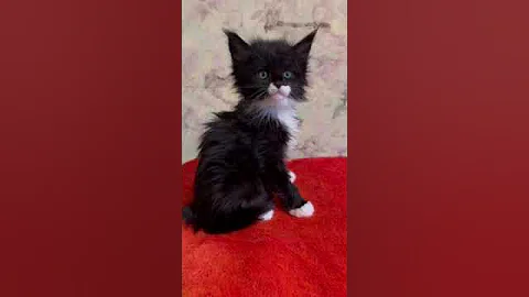 Video 3624231: maine coon kittens love, maine coon cat, black white maine coon, beautiful maine coon