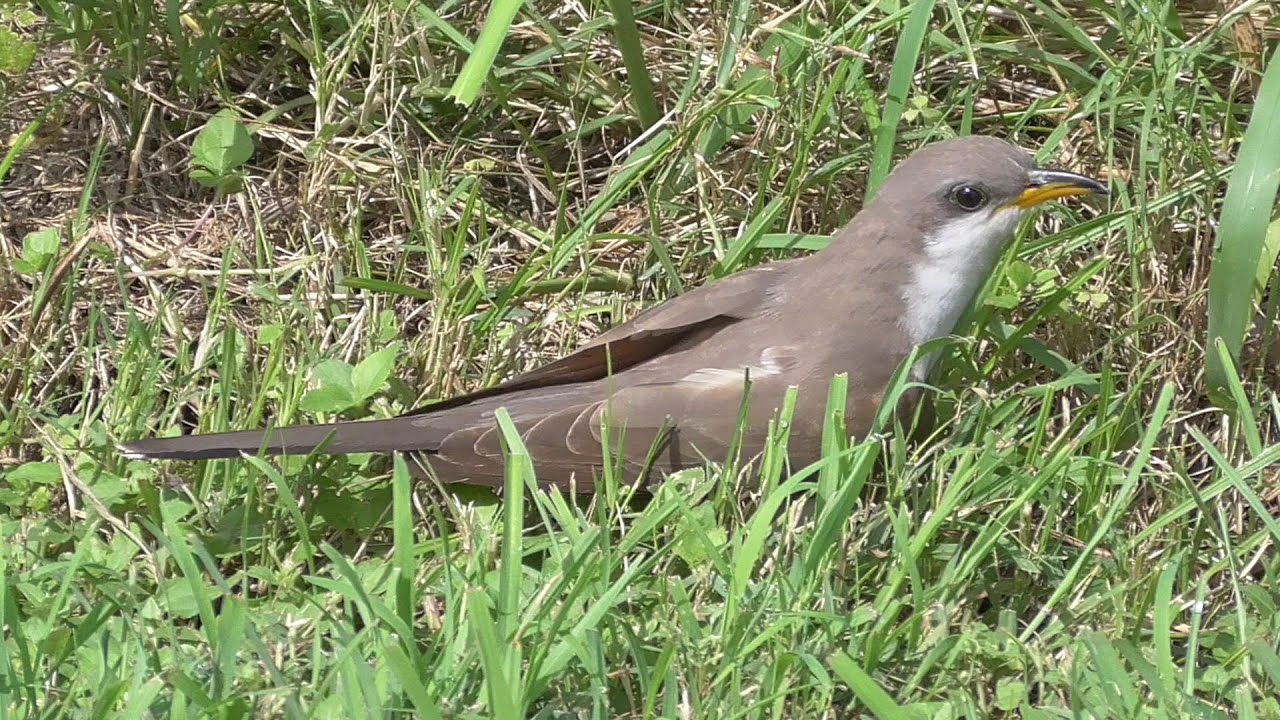 Yellow-billed Cuckoo unable to fly 
