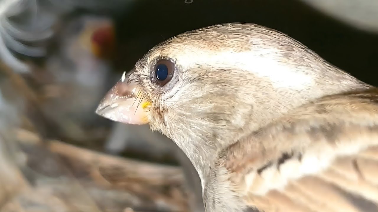 Little Baby Growing Up 🥰 ماشاء اللہ | We Belong to Nature - YouTube