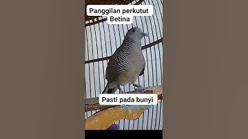 Perkutut Betina #memanggiljantan #perkututgacor #perkututlokalgacor #betinagacor #turtledoves