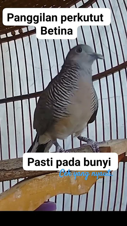 Perkutut Betina #memanggiljantan #perkututgacor #perkututlokalgacor #betinagacor #turtledoves