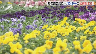 冬の花 パンジーの出荷始まる 時期をずらして種まきし花を切らさない工夫で18種類 三重・紀北町(2022/10/17)