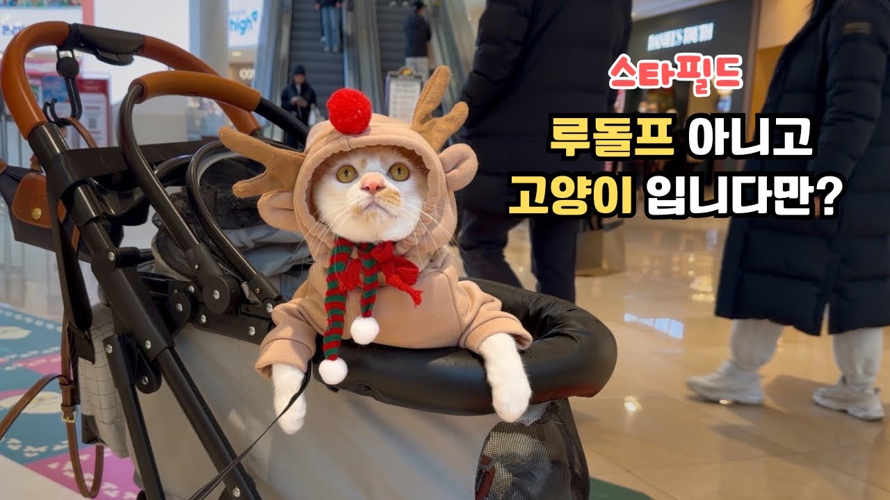 스타필드에 루돌프 고양이 등장?! 인형 아님, 진짜 고양이! A Rudolph Cat Appeared at Starfield?! Yes, It’s a Real Cat