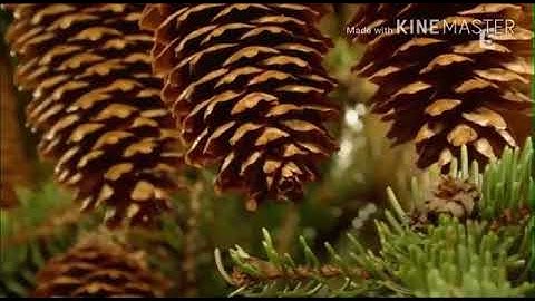 من اخشع التلاوات للشيخ عبدالعزيز عسيري😍🌹❤