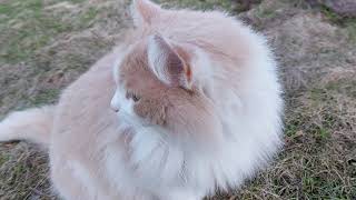 "Adorable Ginger Cat Patrolling His Land in Spring"