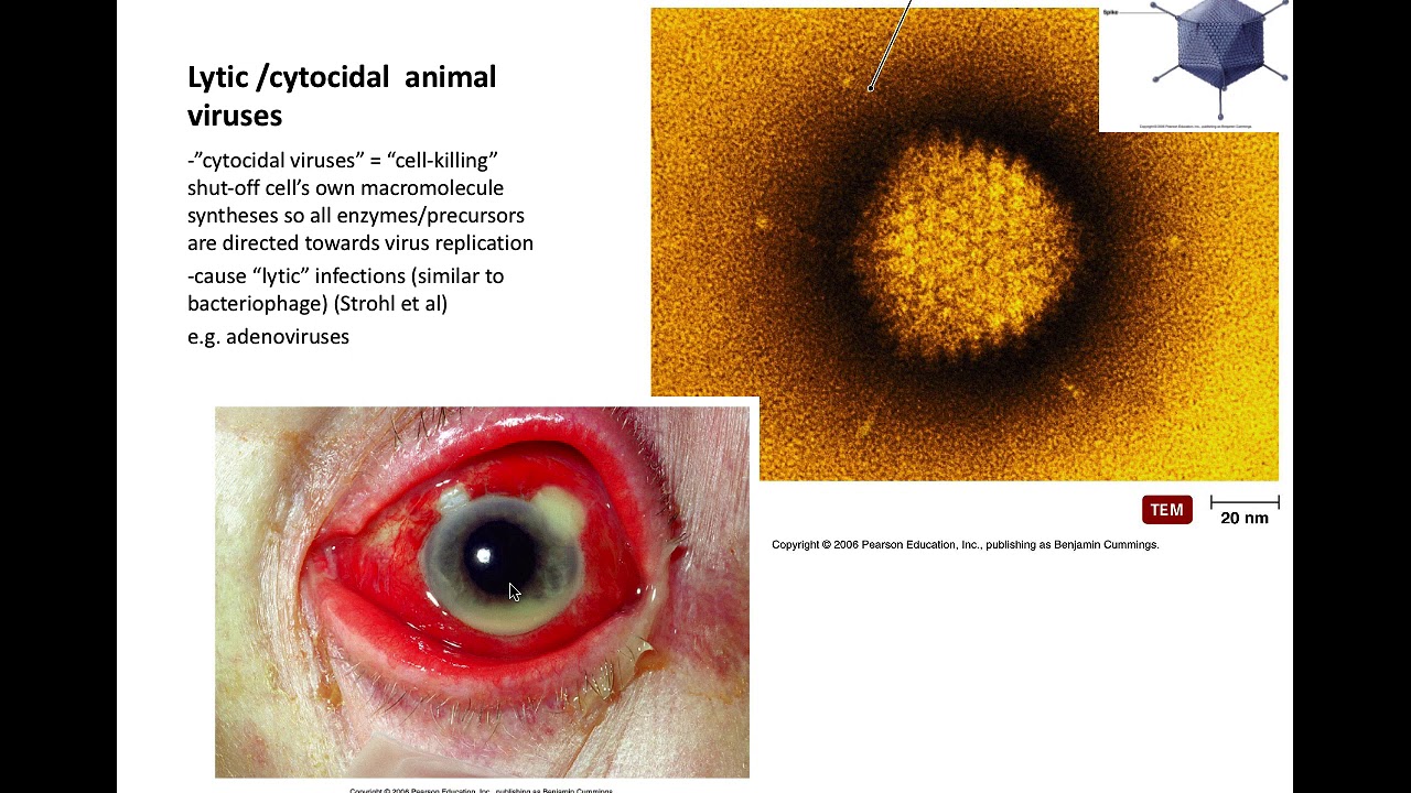 Animal Viruses part 7 types of infections audio 3 31 20 YouTube