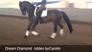 Dream Diamond ridden by Carolin Toepel