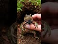 Burrowing Frog Ka Secret Life! | Rare Frog Emerging After Rain 🐸✨ | Mind Blowing Nature