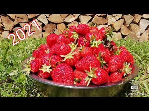 Большой урожай клубники 2021