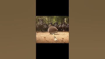 Hedgehog Spins at High Speed — Fires Quills, Wild Boars Drop Instantly! #viralvideo #wildlife