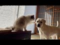犬にケンカを売る猫すーちゃんの結果、敗北感を味わう