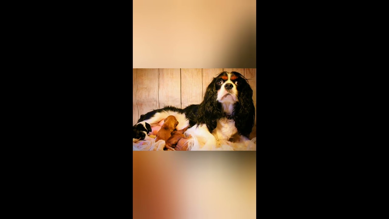 Cavalier king Charles spaniel having puppies