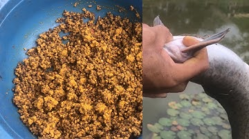 Loại Mồi Câu Cá Trê Đơn Giản Rẽ Tiền