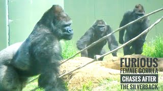 Excited Silverback Gorilla Shows Who Is Boss! | The Shabani Group