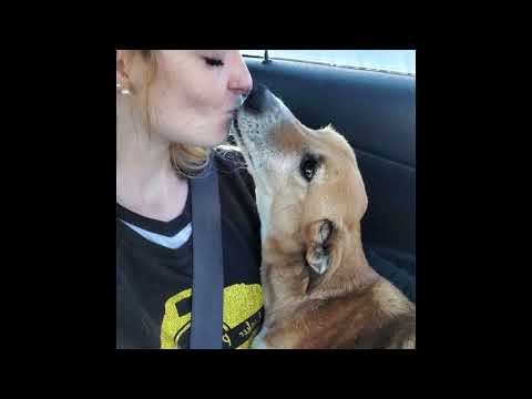 Женщина спасла собаку с улицы. То что животное сделало с ней потрясло интернет!