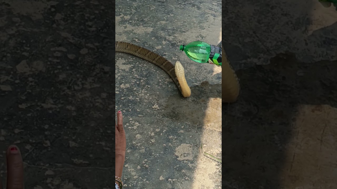 🐍 😱 King Cobra - साँप लाई पानी खुवाउँदै#viralvideo#viralshort #youtubeshorts