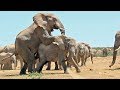 Mating Elephants - Latest Wildlife Sightings