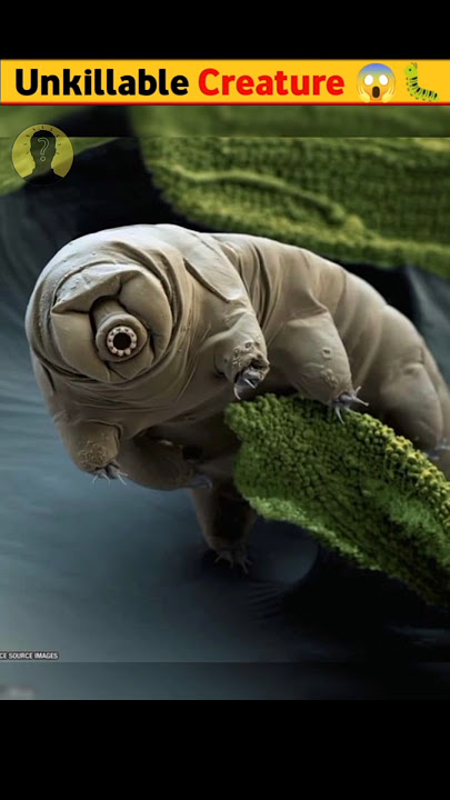 Unkillable Creature 😱🐛