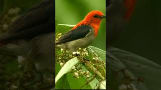 Download Mp3 PANCINGAN BURUNG KEMADE GACOR I burung cabe cabean gacor pikat burung kemade Gudang lagu Download Mp3 PANCINGAN BURUNG KEMADE GACOR I burung cabe cabean gacor pikat burung kemade