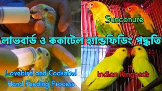 লাভবার্ড ও ককাটেইল পাখির হ্যান্ডফিডিং পদ্ধতি জানুন | Pets | Baby Birds Hand Feeding Process #031