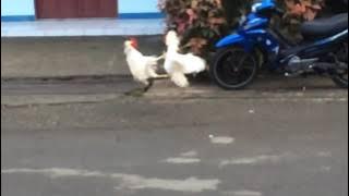 Slow mo - Pertarungan ayam