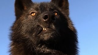 Scary Intelligent Wolves & Wolfdogs  Watch this...