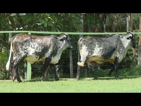 LOTE 294   23º LEILÃO GIROLANDO FAZENDA SANTA LUZIA