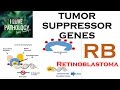 NEOPLASIA 3: TUMOR SUPPRESSOR GENES: Retinoblastoma Gene, Knudson's Two Hit Hypothesis.