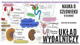 Budowa I Działanie Układu Wydalniczego Powstawanie Moczu Darmowe Korepetycje Z Biologii