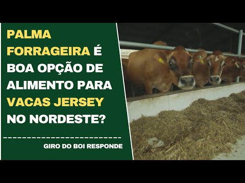 PALMA FORRAGEIRA É BOA OPÇÃO DE ALOMENTO PARA VACAS JERSEY NO NORDESTE?