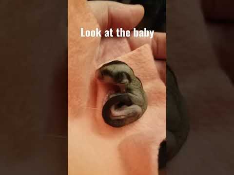 Cutest Baby EVER!!!!