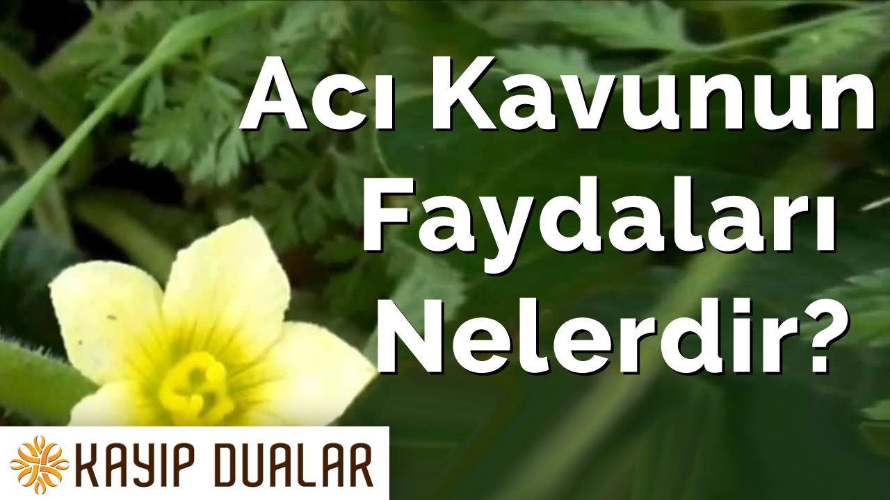 Zencefil nerelerde yetişir tıbbi etkileri ve faydaları nelerdir Zencefil nerelerde yetişir tıbbi etkileri ve faydaları nelerdir