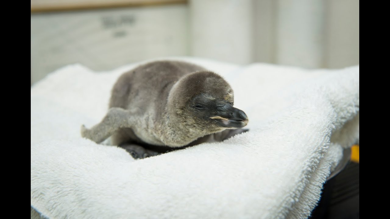 Little Blue Penguins Hatch at Cincinnati Zoo - ZooBorns