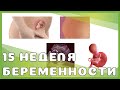 15 неделя беременности: изменения у мамы и малыша, выделения, секс, ощущения, рекомендации