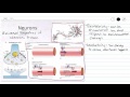 Nervous Tissue - Universal Properties of Neurons