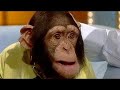 Affe als Raab der Woche - TV total