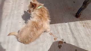 Kiko Chavino Jackie Ale Mom 11 Days After Spay Surgery Jackie Loves K9 Company & Running Around Vid