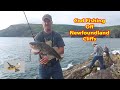 FISHING FOR COD FISH... from cliffs around St. John's Newfoundland Labrador 2021