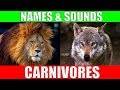 CARNIVOROUS ANIMALS Names and Sounds | Learn Carnivore Animals