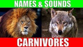 CARNIVOROUS ANIMALS Names and Sounds | Learn Carnivore Animals - YouTube