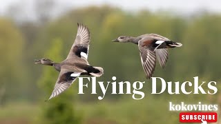 Flying Ducks Pair by Kokovines 55 views 2 years ago 44 seconds