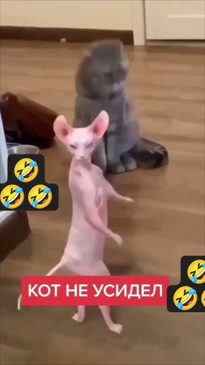 кошка танцует 🤣🤣🤣 - YouTube